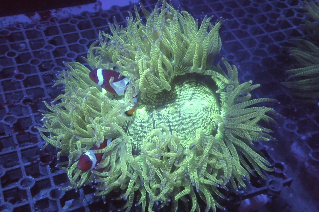 Pig 1 豬肉（開大約5.5吋）