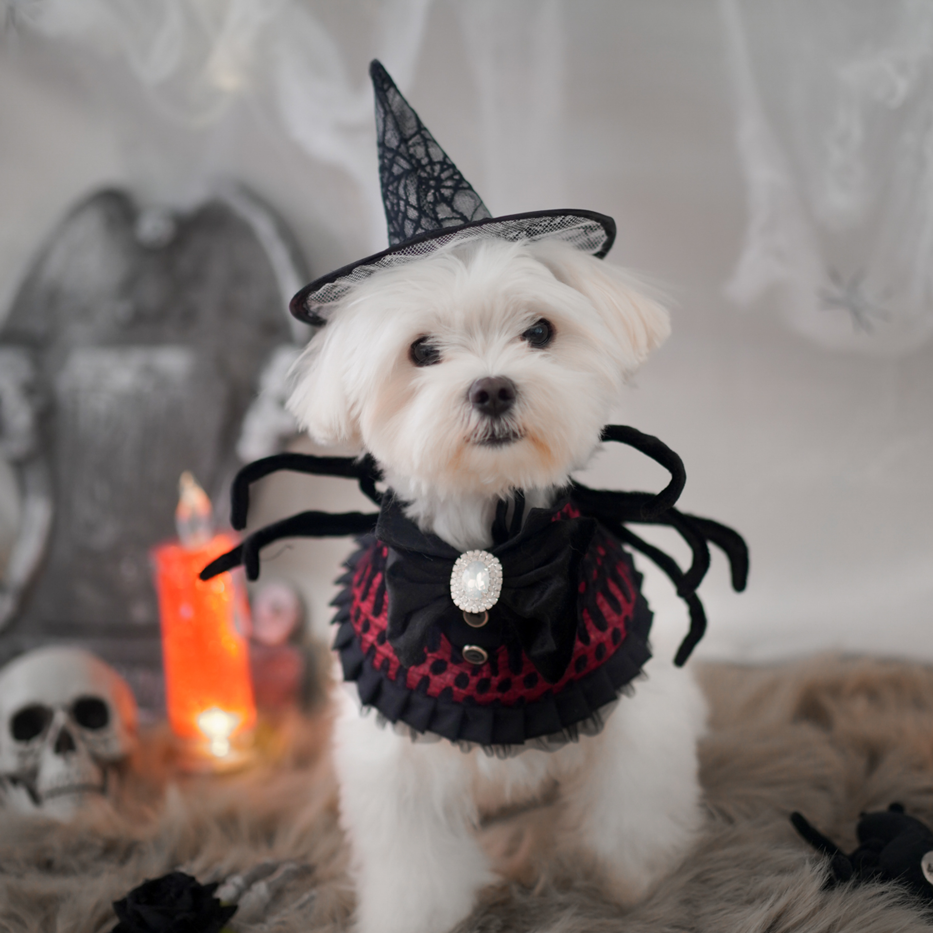 🎃Haunted Castle – Crimson Spider Pet Cape