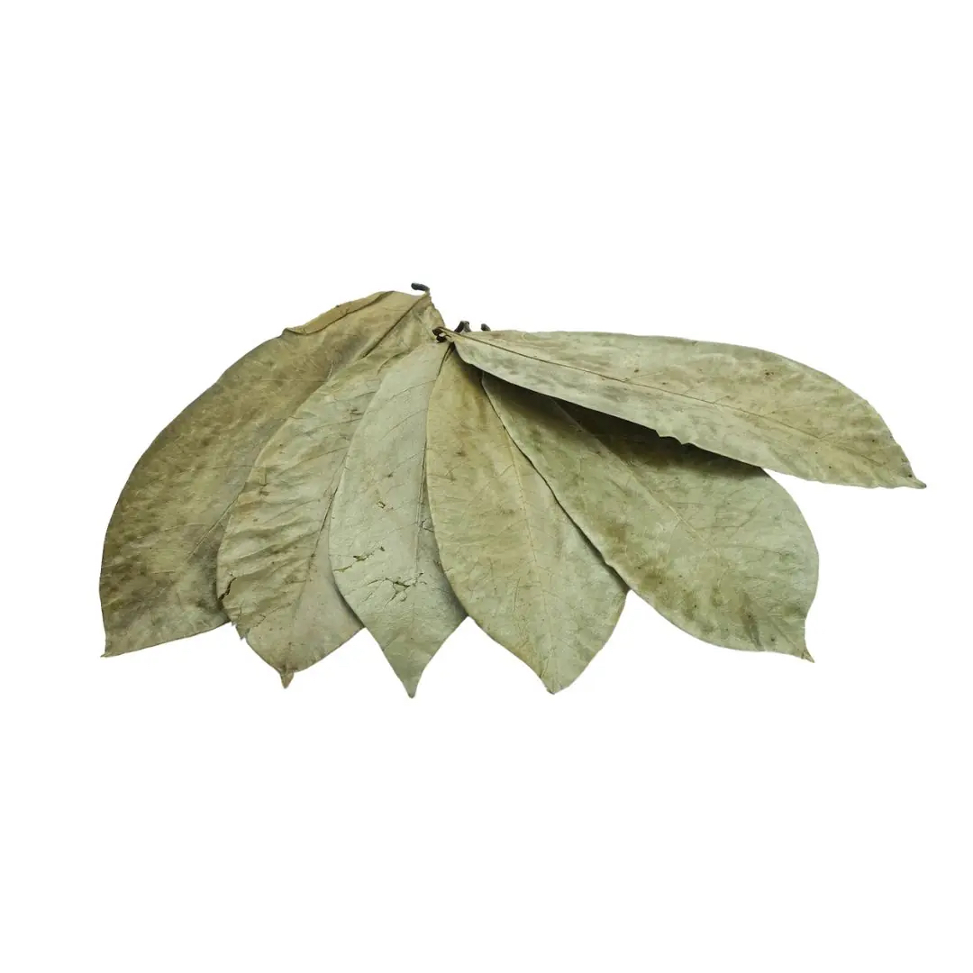 刺果番荔枝葉(落單後由爪哇群島新鮮採摘)