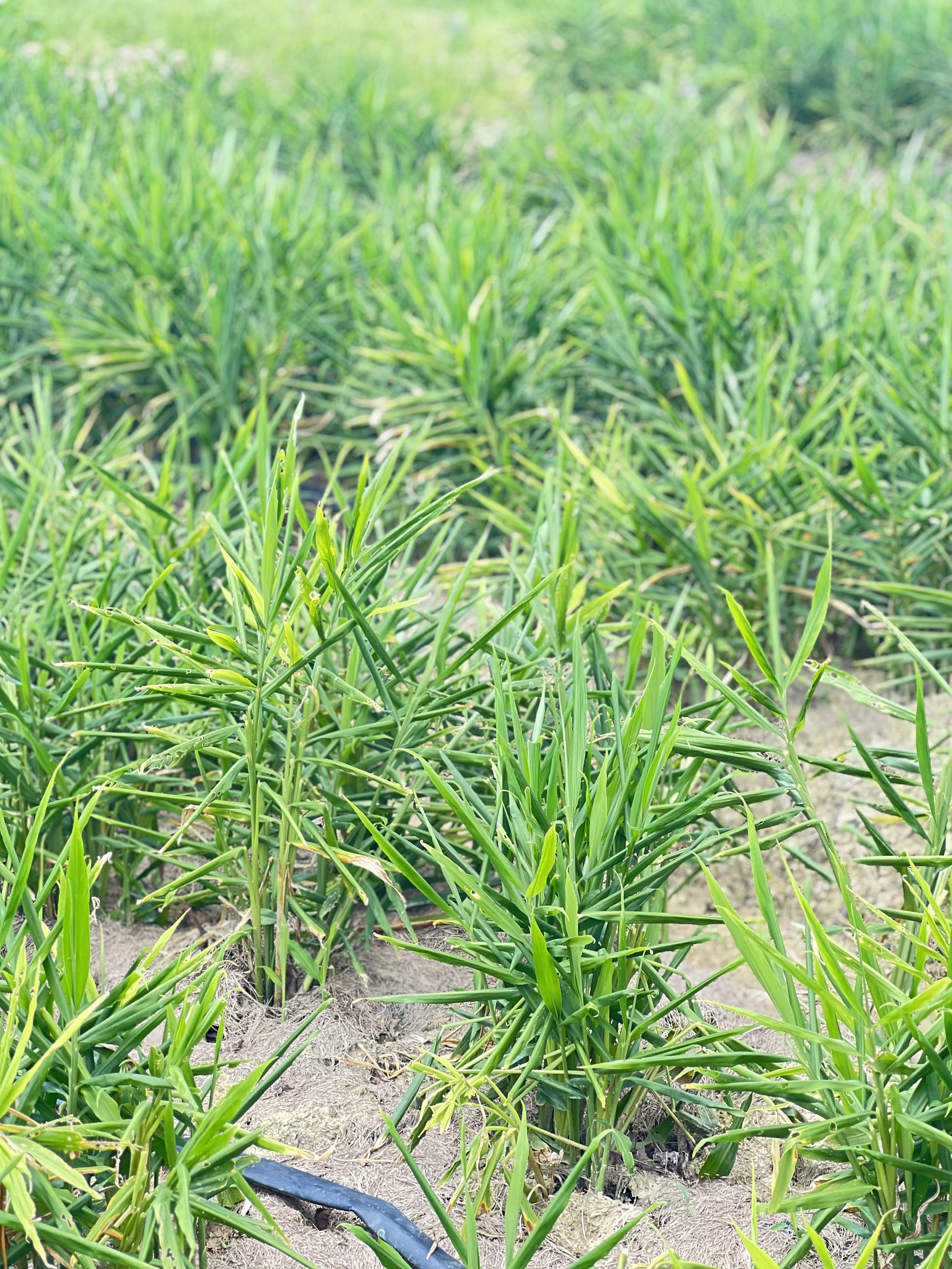 甜醋薑乾 · Dried Sweet Vinegar Ginger Slices 150g