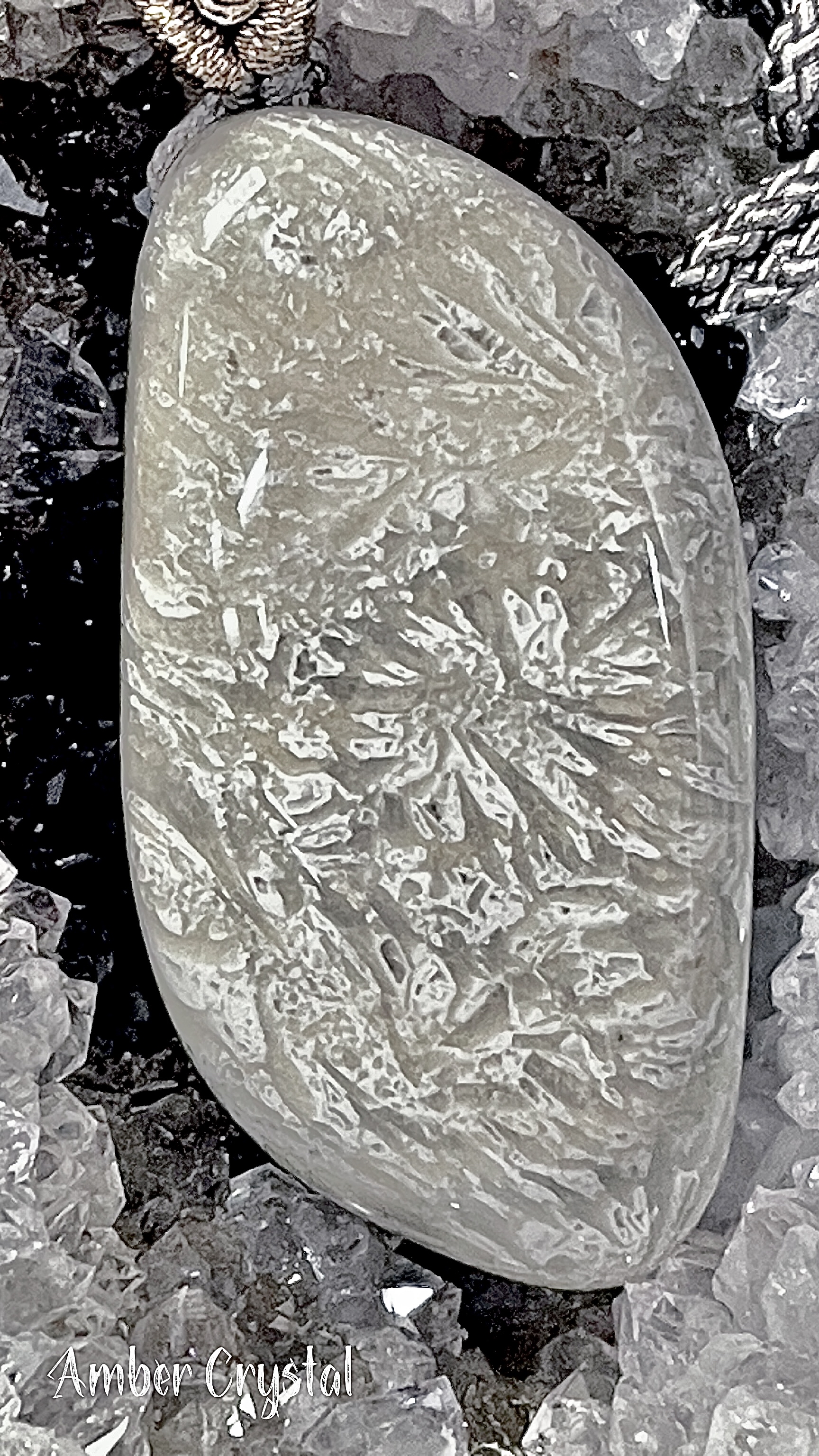 珊瑚玉小雛菊