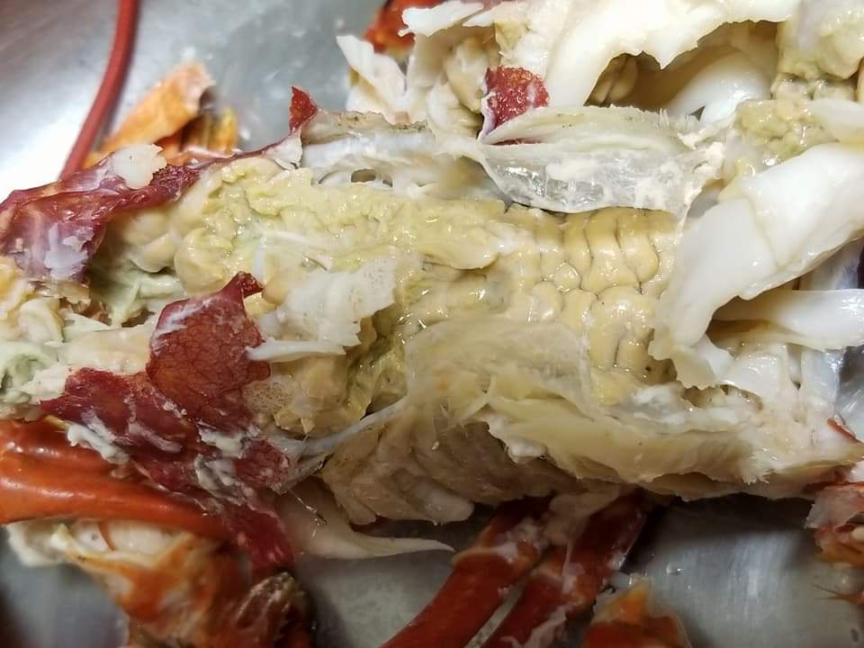 🇬🇧 生猛超甜有膏英國藍龍蝦🦞 10両至3.5斤/隻