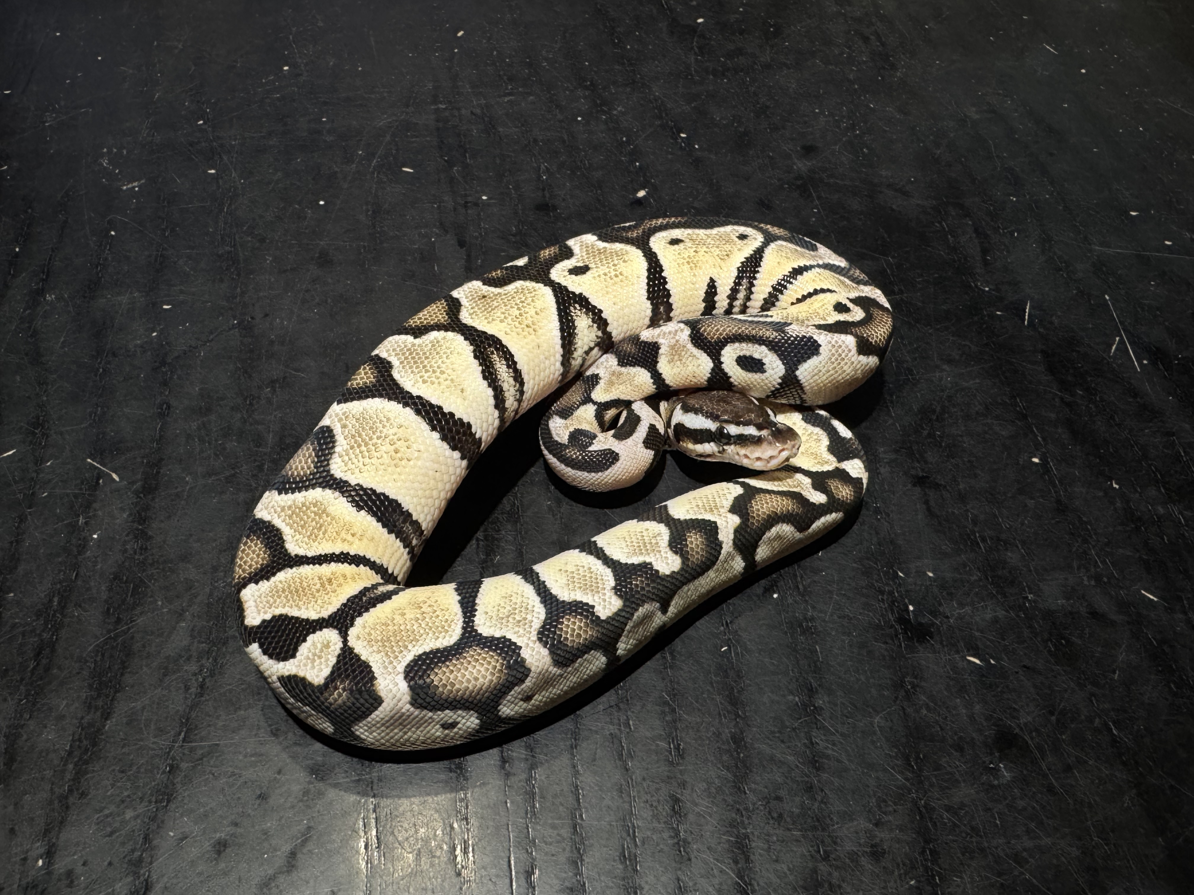 25 Pastel TSK Axanthic het Clown 0.1