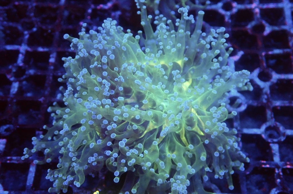 F3 啫喱 （開大約3吋）