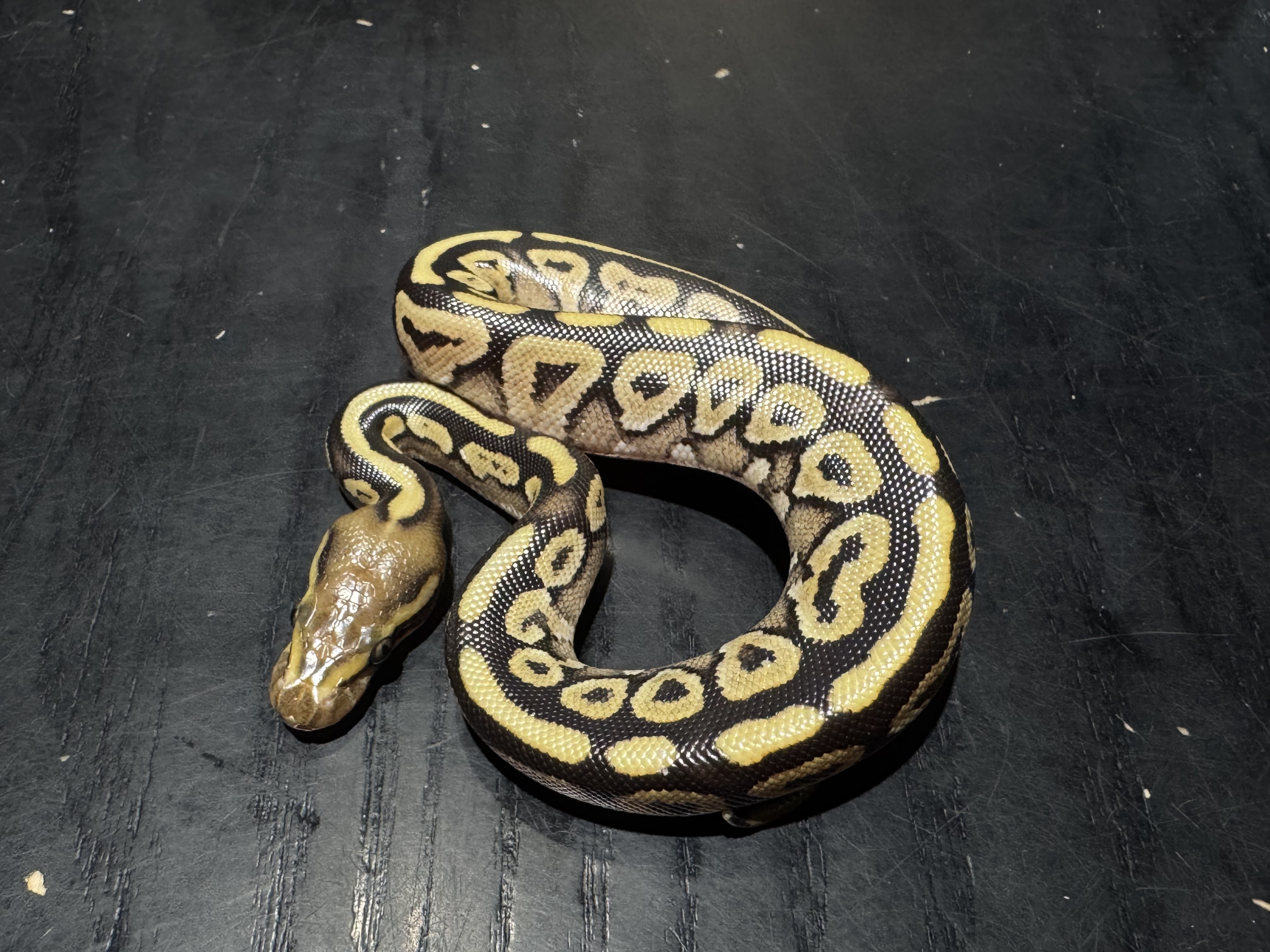 26 Mojave 0.1
