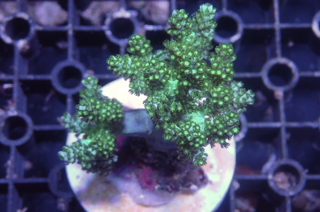 Tree 1 綠樹（開大約2.5吋）