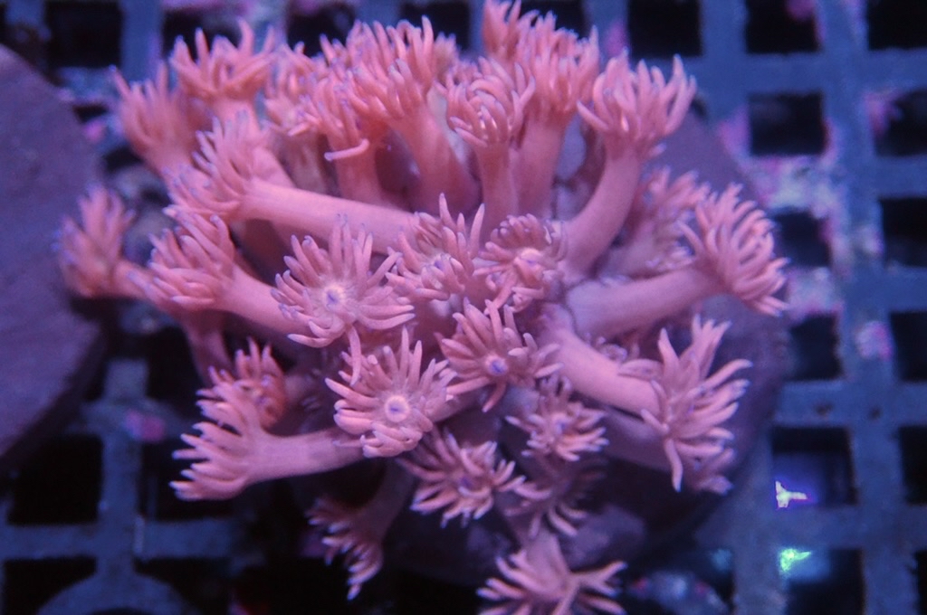 MG12 寶石花仔（frag座3.5cm)