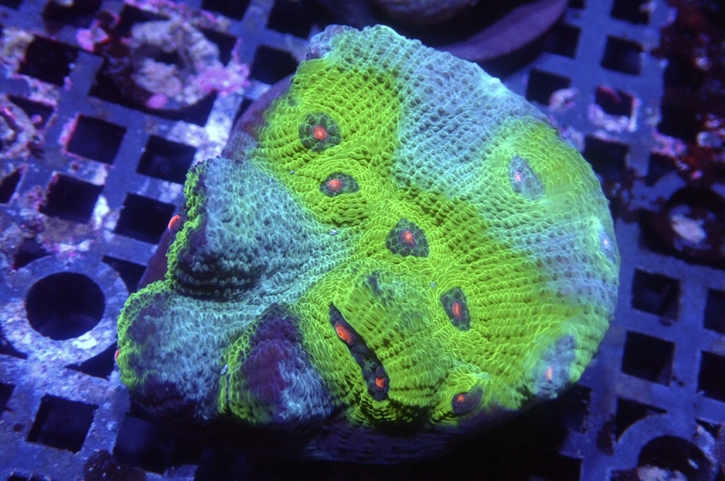 N12（開大約1.5吋）