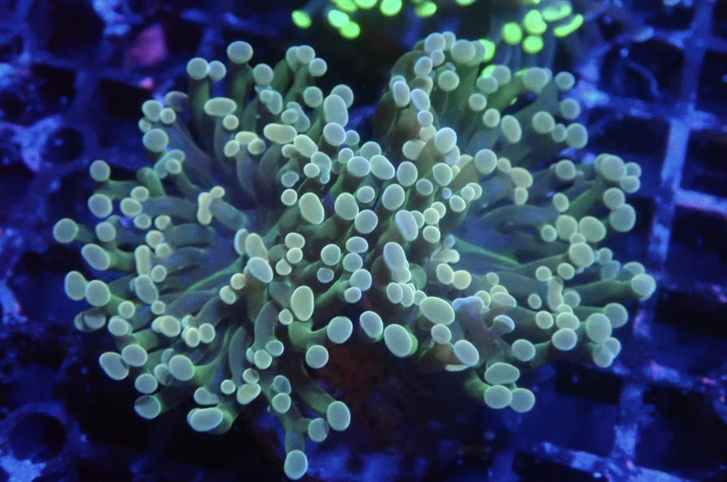 H12 豬腰  （開大約2.5吋）