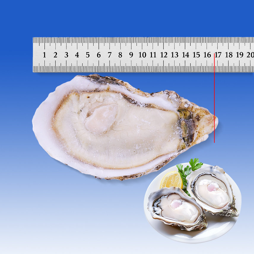 原漿半殼 A16+（16+cm）【原箱購買 - 3箱 起】 (只可以熟食)