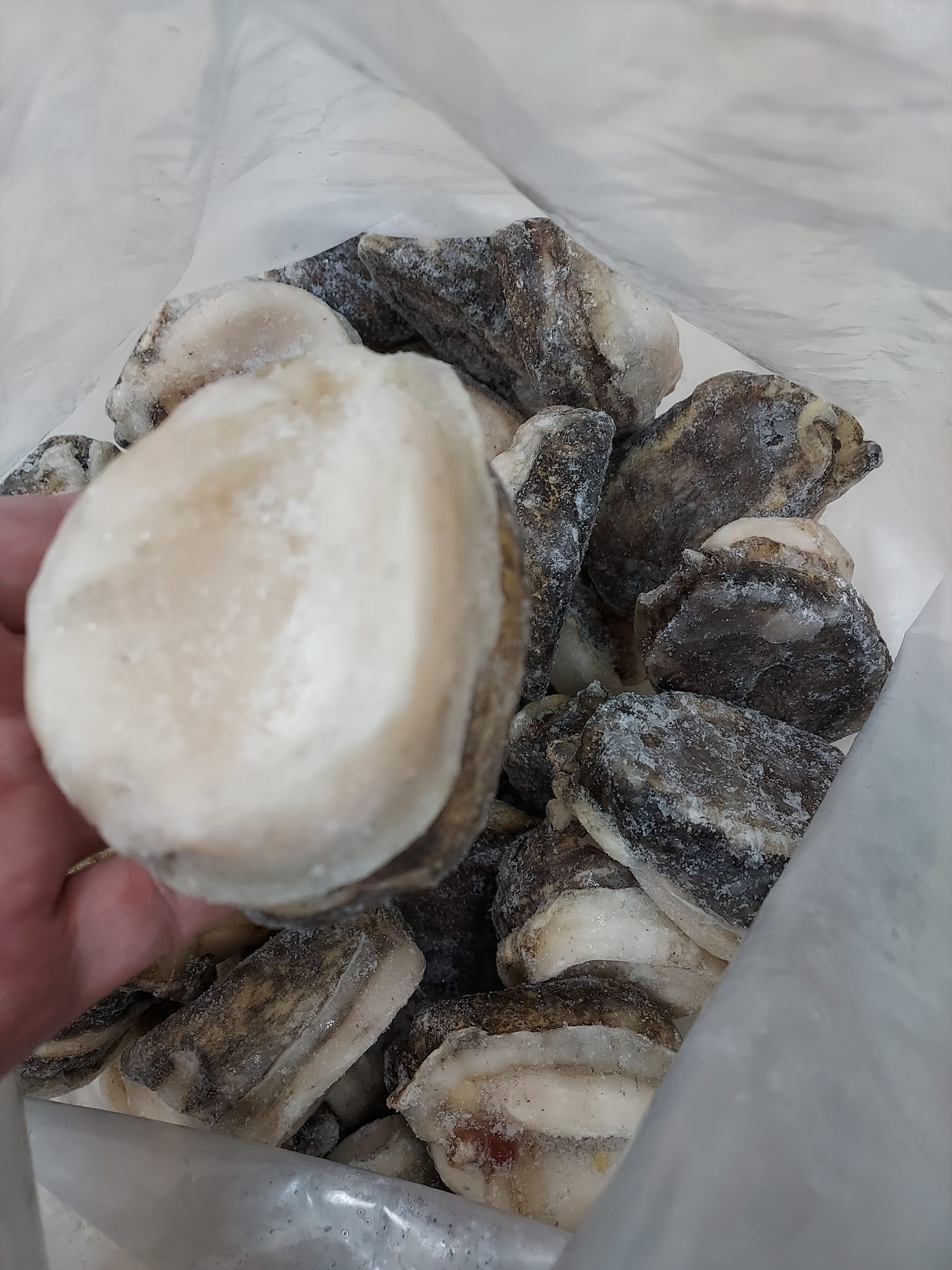 急凍智利鮑螺 (1磅)