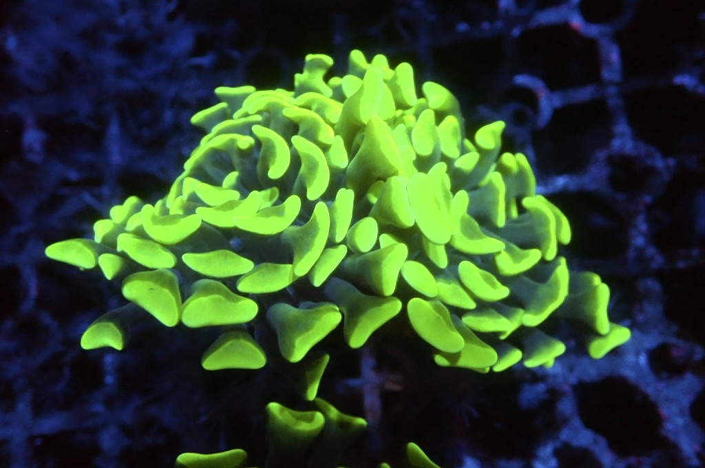 H2 超螢光綠豬腰（開大約2.5吋）