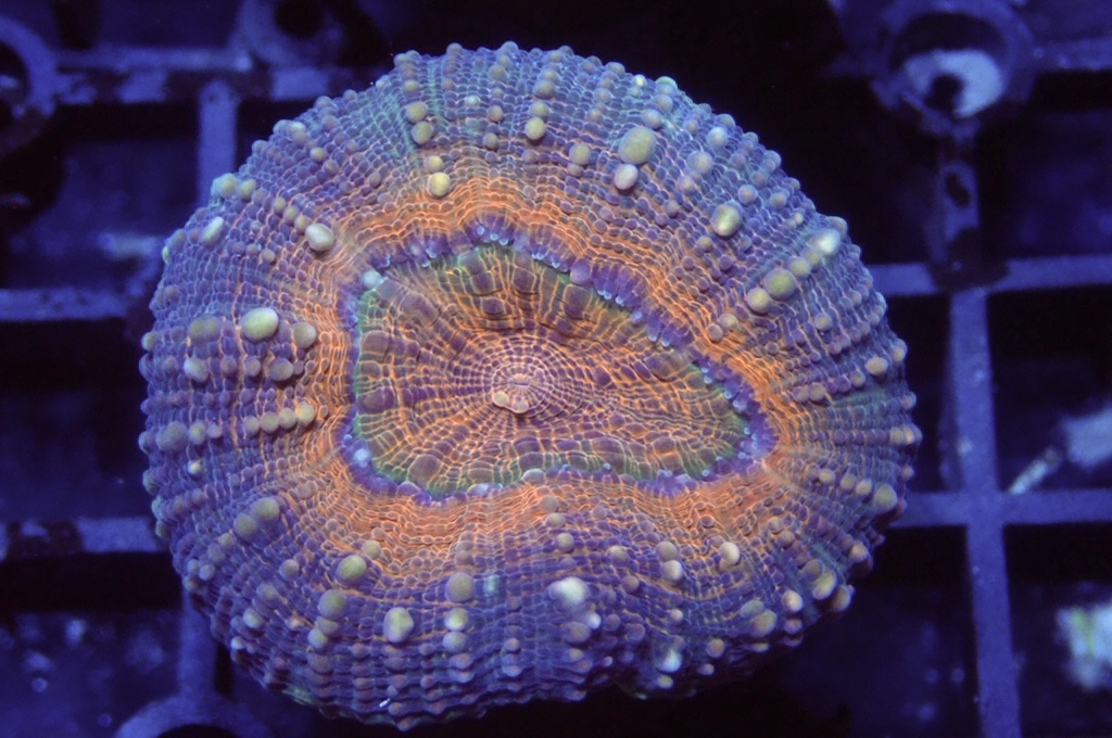 E4 分支骨針腦 （開大約2.吋）