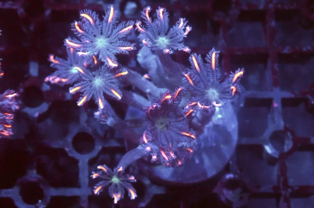 SF2 大手星花（開大約1.5吋）