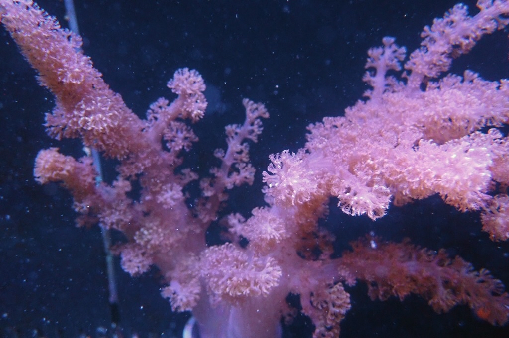 Tree 9 九尾狐 （開約6.5x6吋）