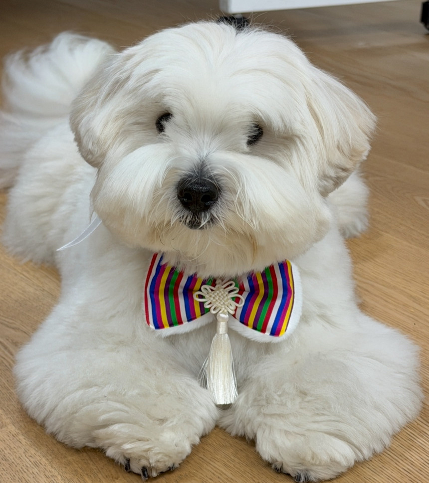 韓國🇰🇷特色 毛孩扮靚小配件