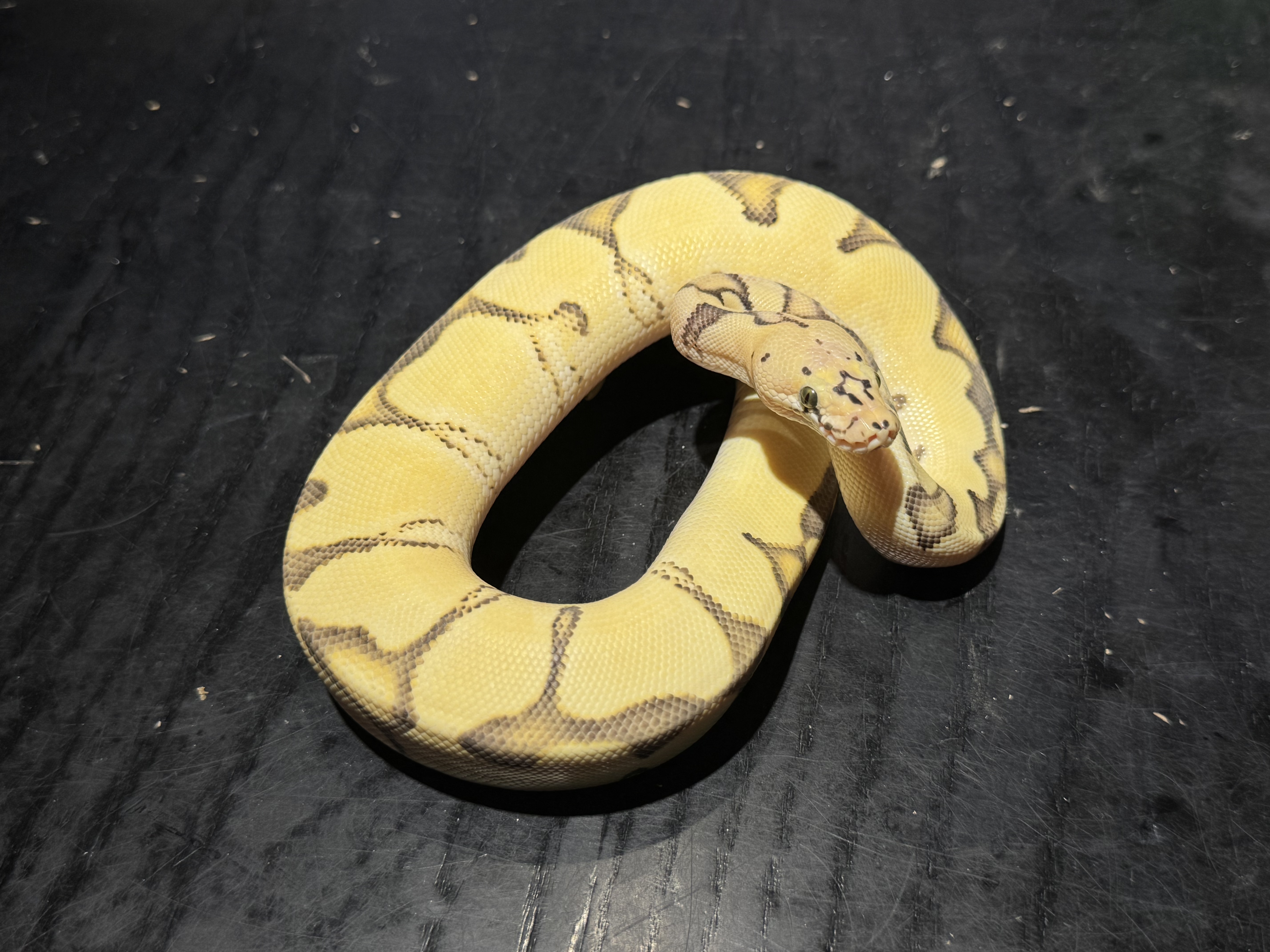 25 Pastel Enchi Desert Ghost Clown 1.0