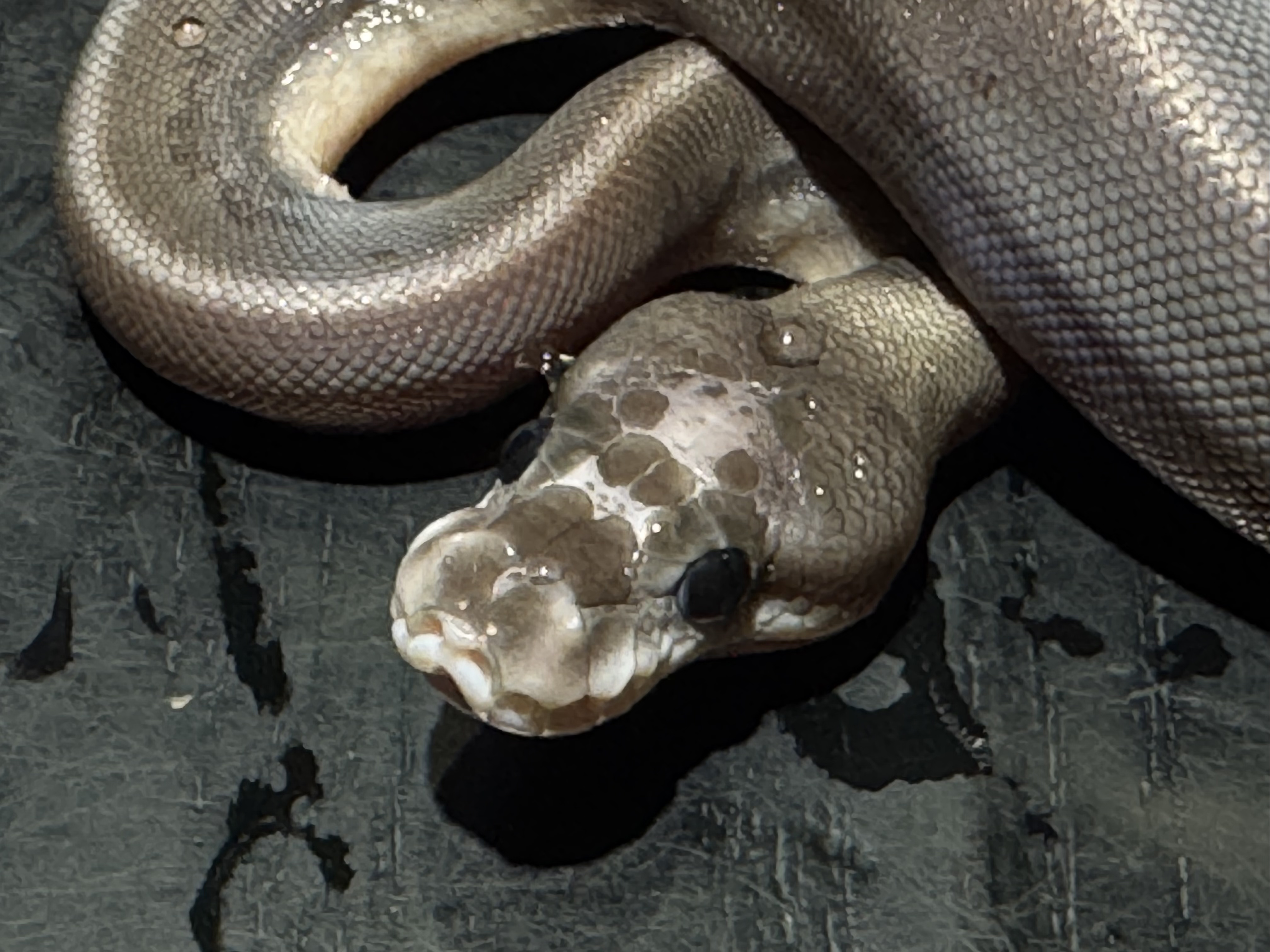 26 Black Pastel Cinnamon  Scaleless Head 50% het Ghost (Paradox) 0.1