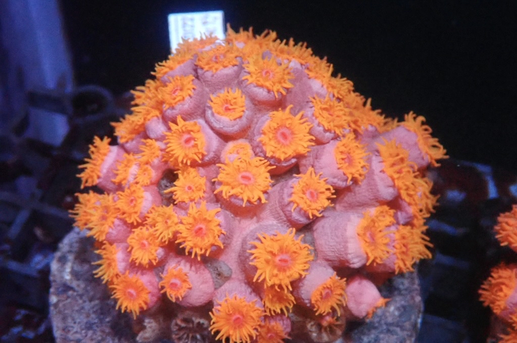 Sun 3  太陽花  （開大約3.5吋）