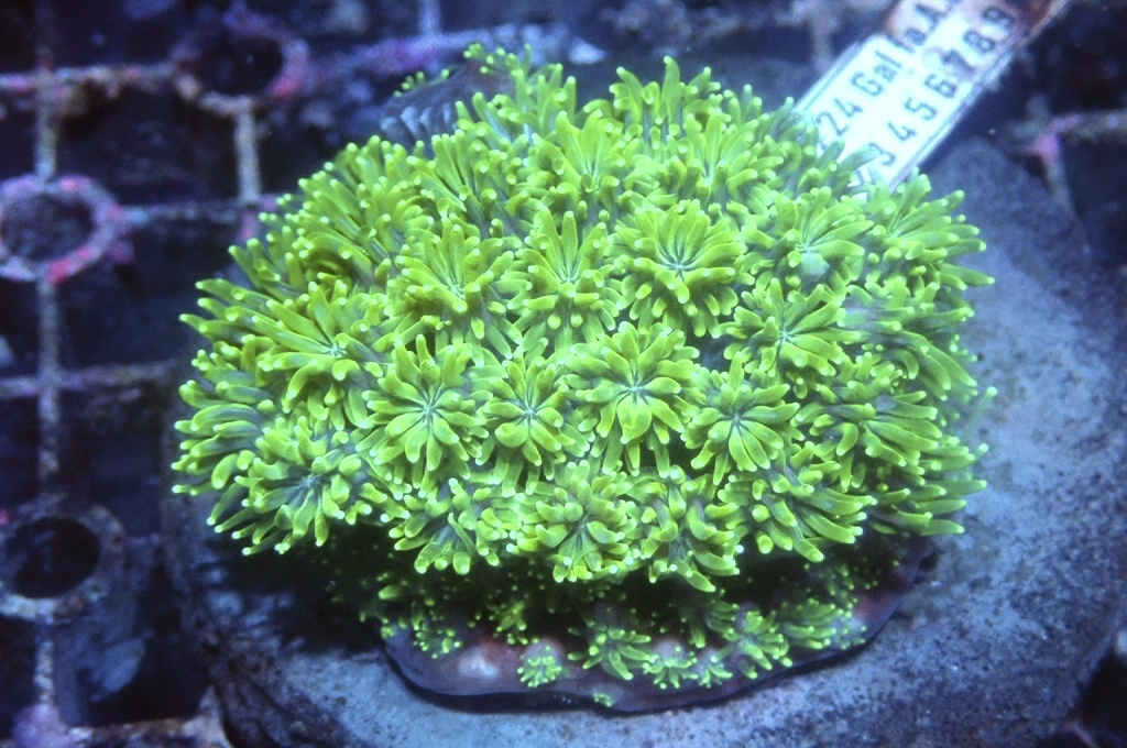 Star 1 滿天星 （開大約3吋）