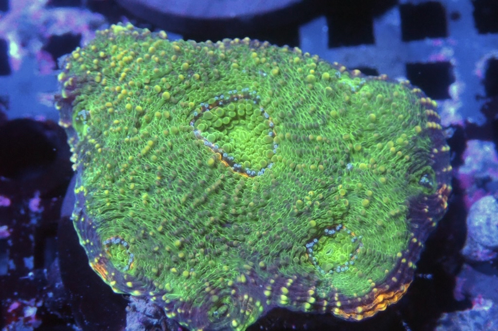 N5（FRAG座3.5CM）