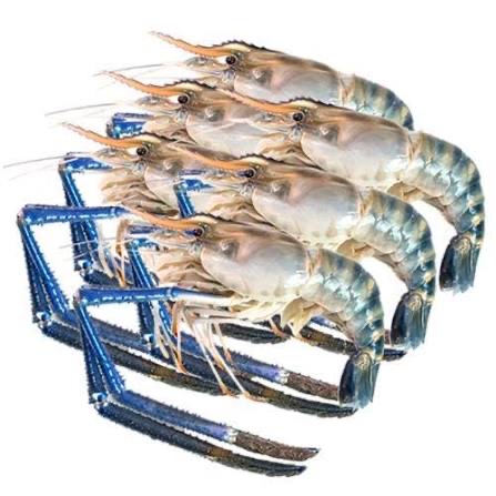 印度巨淡水大頭蝦 (隻）