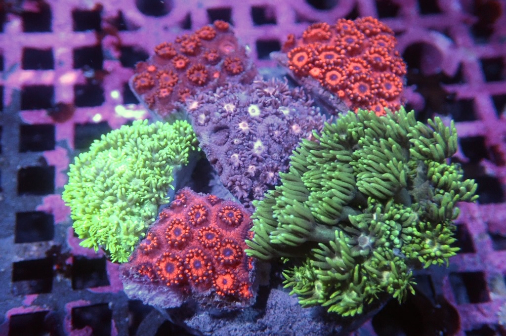 Garden 5 寶石花拼盤（約2.5-3吋）