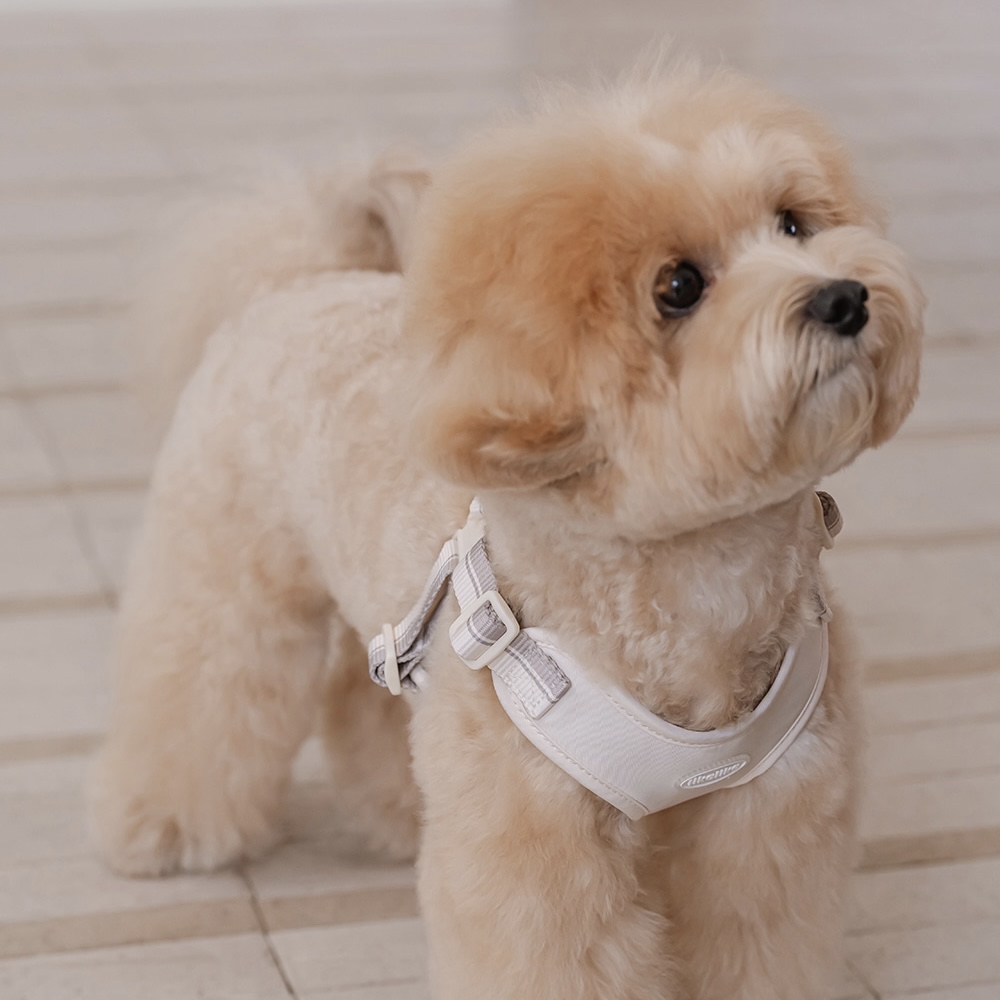 *likalika🇰🇷Breeze Walk X型胸背帶套裝
