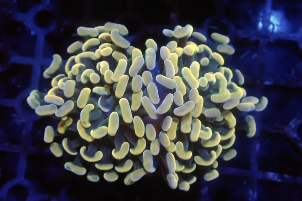 H9 豬腰  （開大約2.5吋）