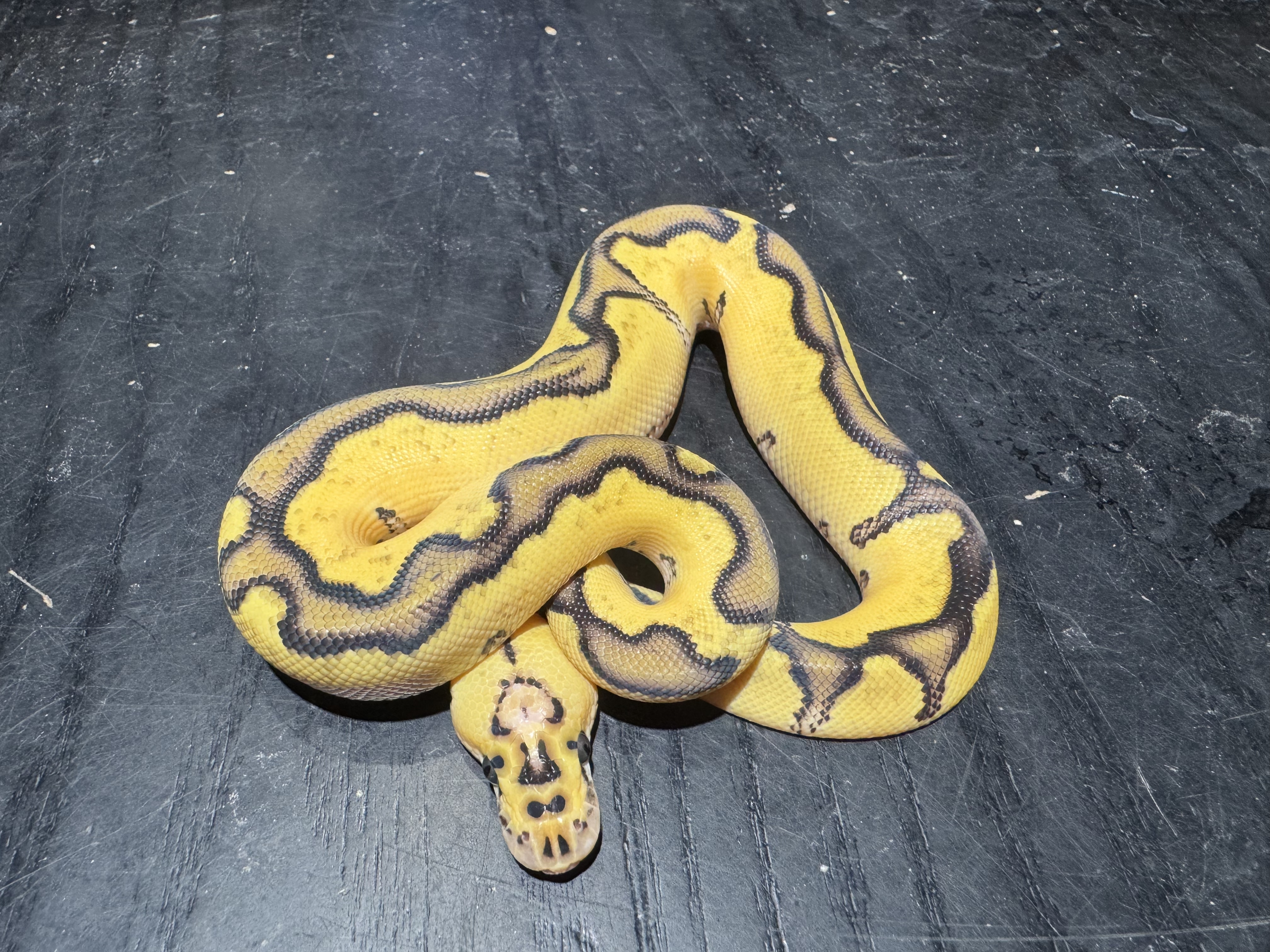 26 Pastel Enchi Clown poss Yellow Belly 1.0