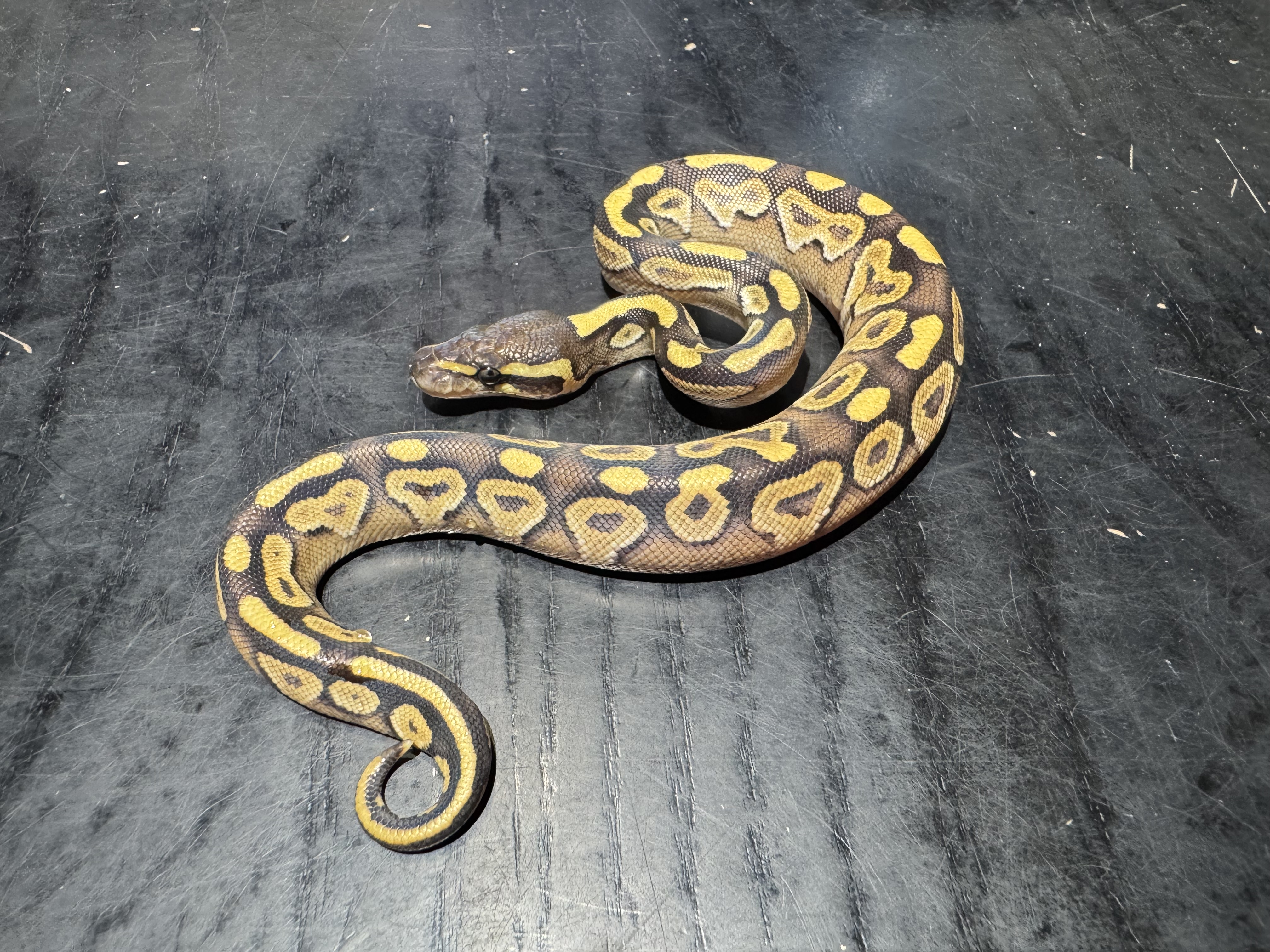 26 Mojave 0.1
