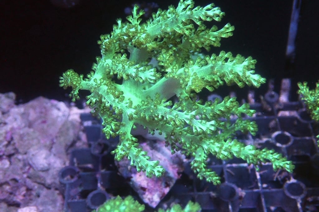 Tree 4 綠樹（開大約4吋高）