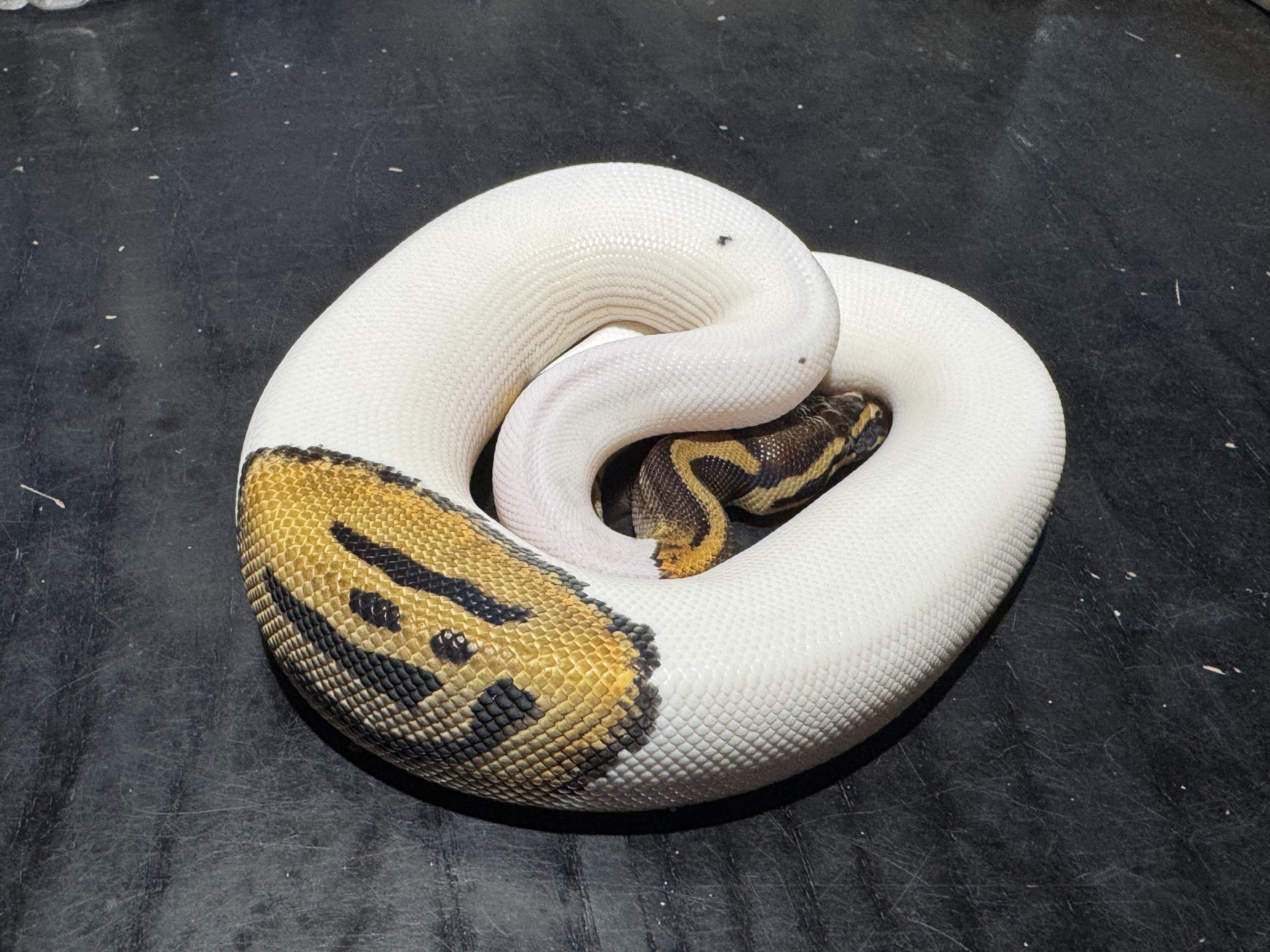 25 Pied （emoji） 1.0
