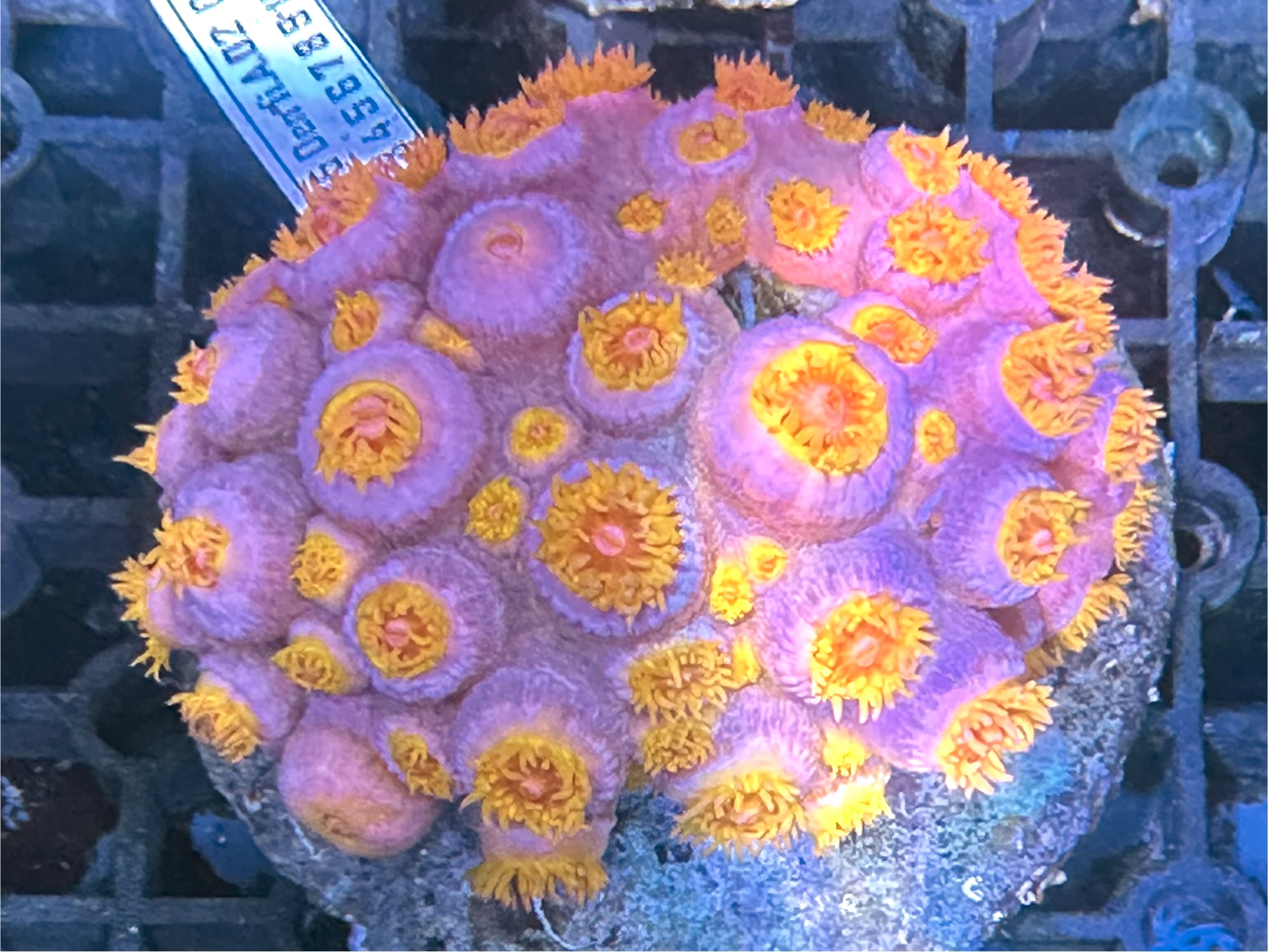 Sun 5 太陽花（開大約3.5吋）