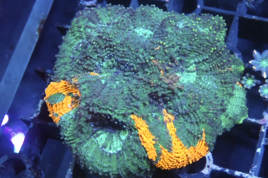 GG3 菊腦（開大約2吋）