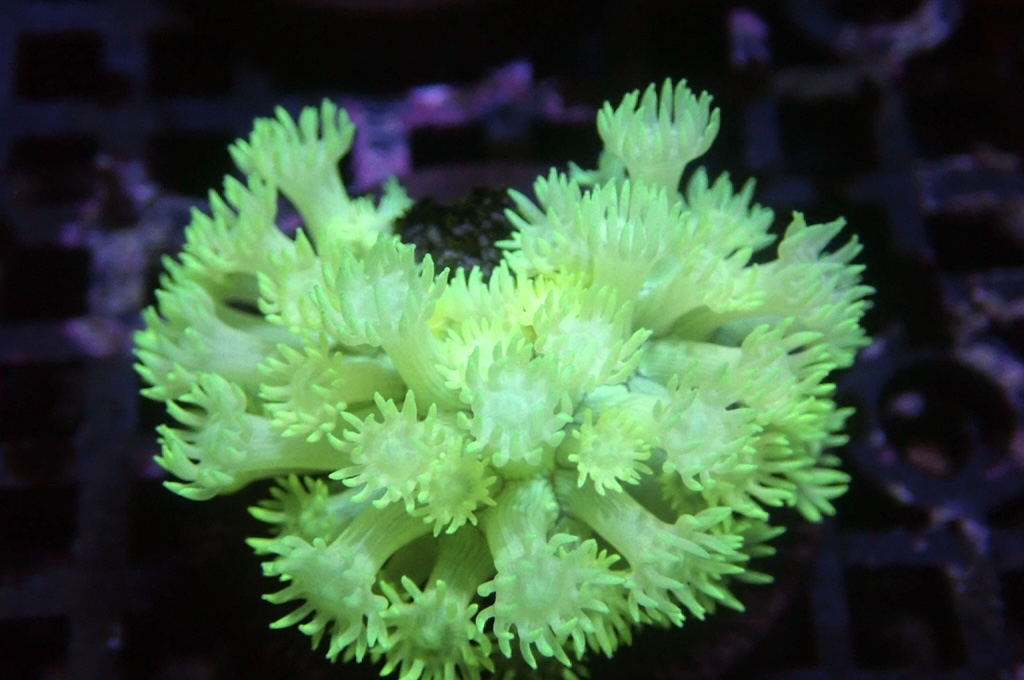 MG7 寶石花仔 （FRAG座3.5CM）