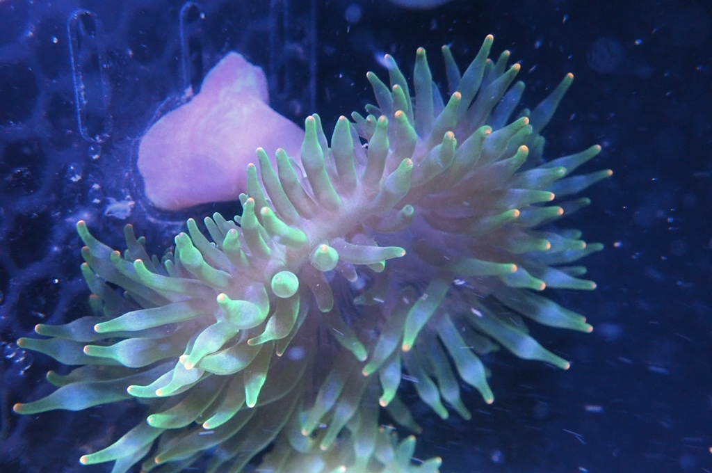 RB7 橙點綠奶嘴葵（開大約3吋）