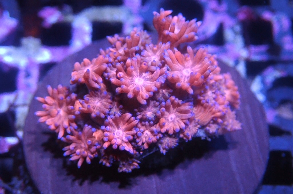 MG15 寶石花仔（Frag座3.5cm)