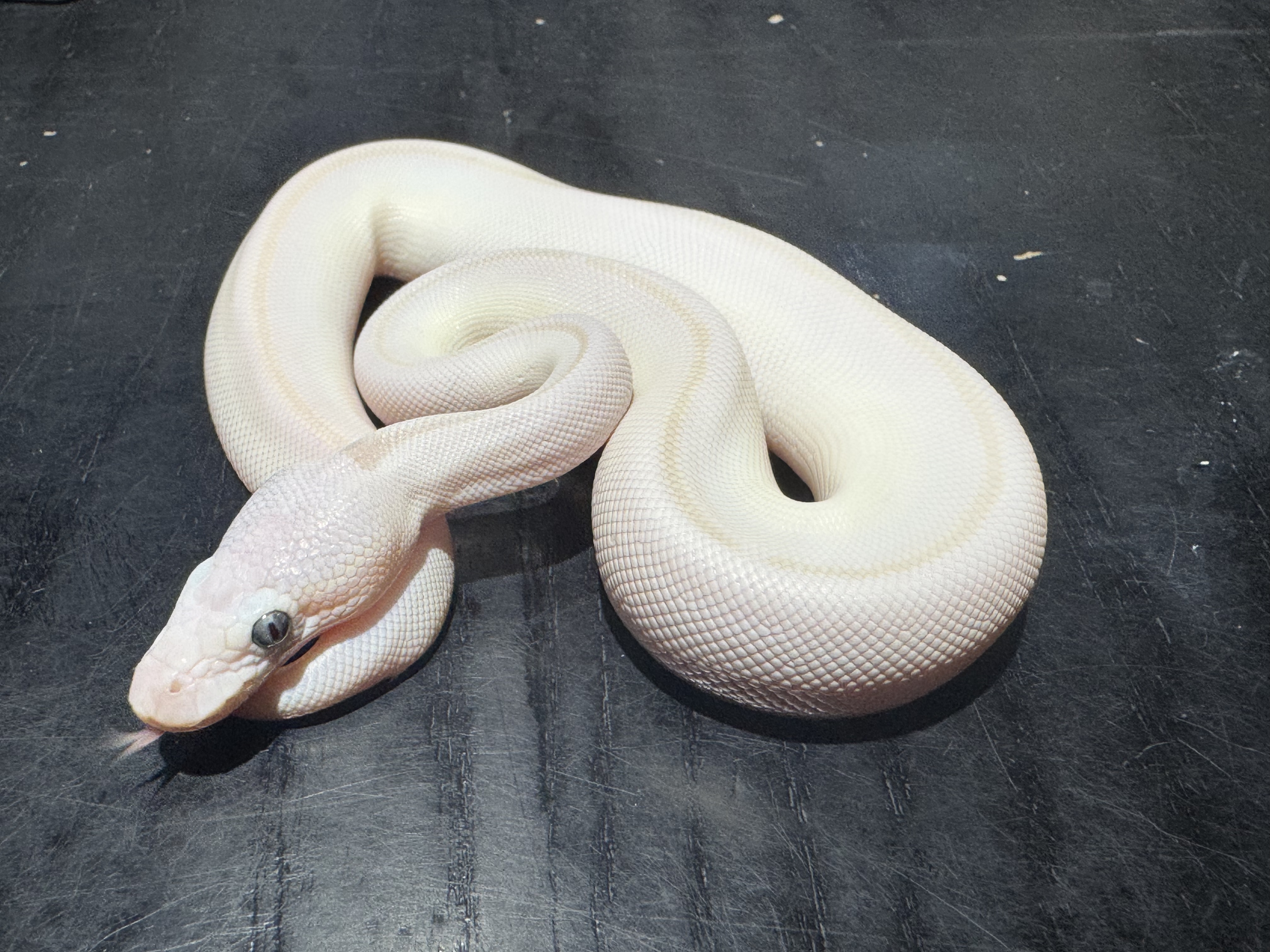 26 Blue Eyed Lucy 1.0