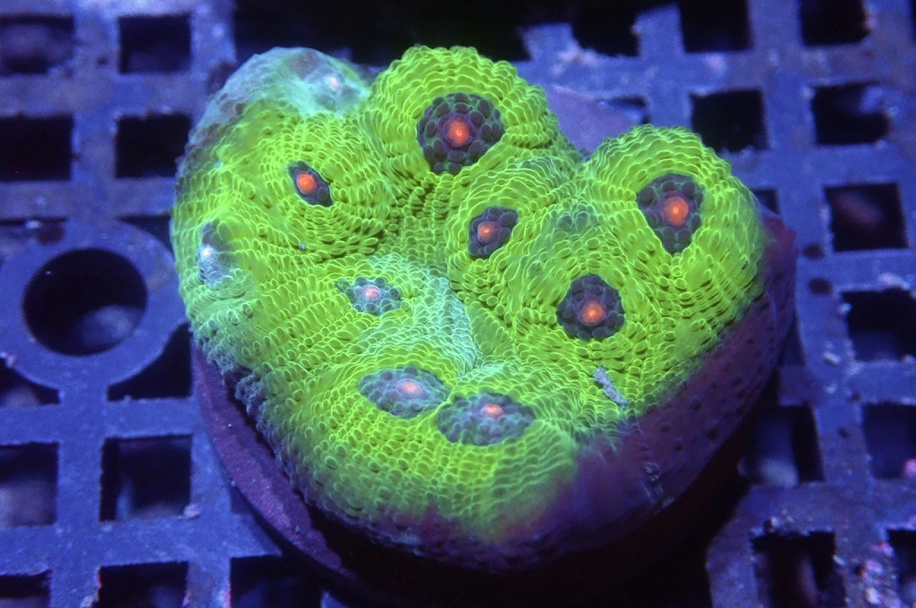 N11（開大約1.5吋）