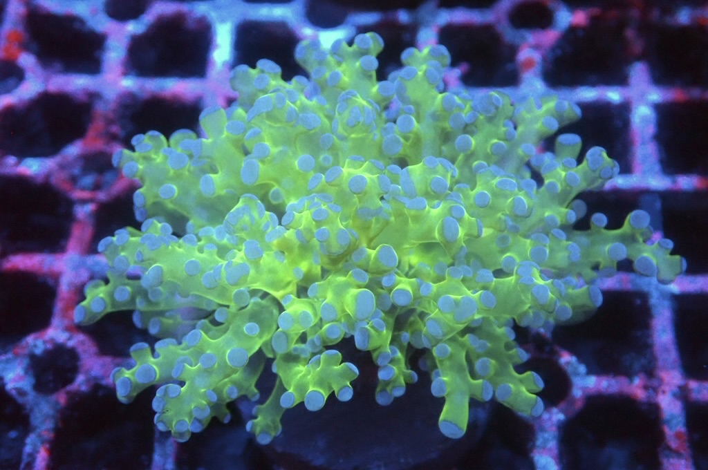 F2 雙色啫喱（開大約2.5吋）