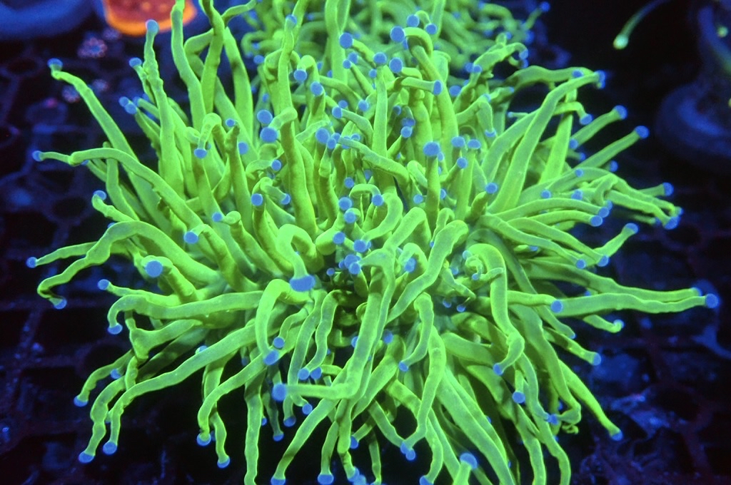 T19 超螢光綠火柴（開大約3.5吋）