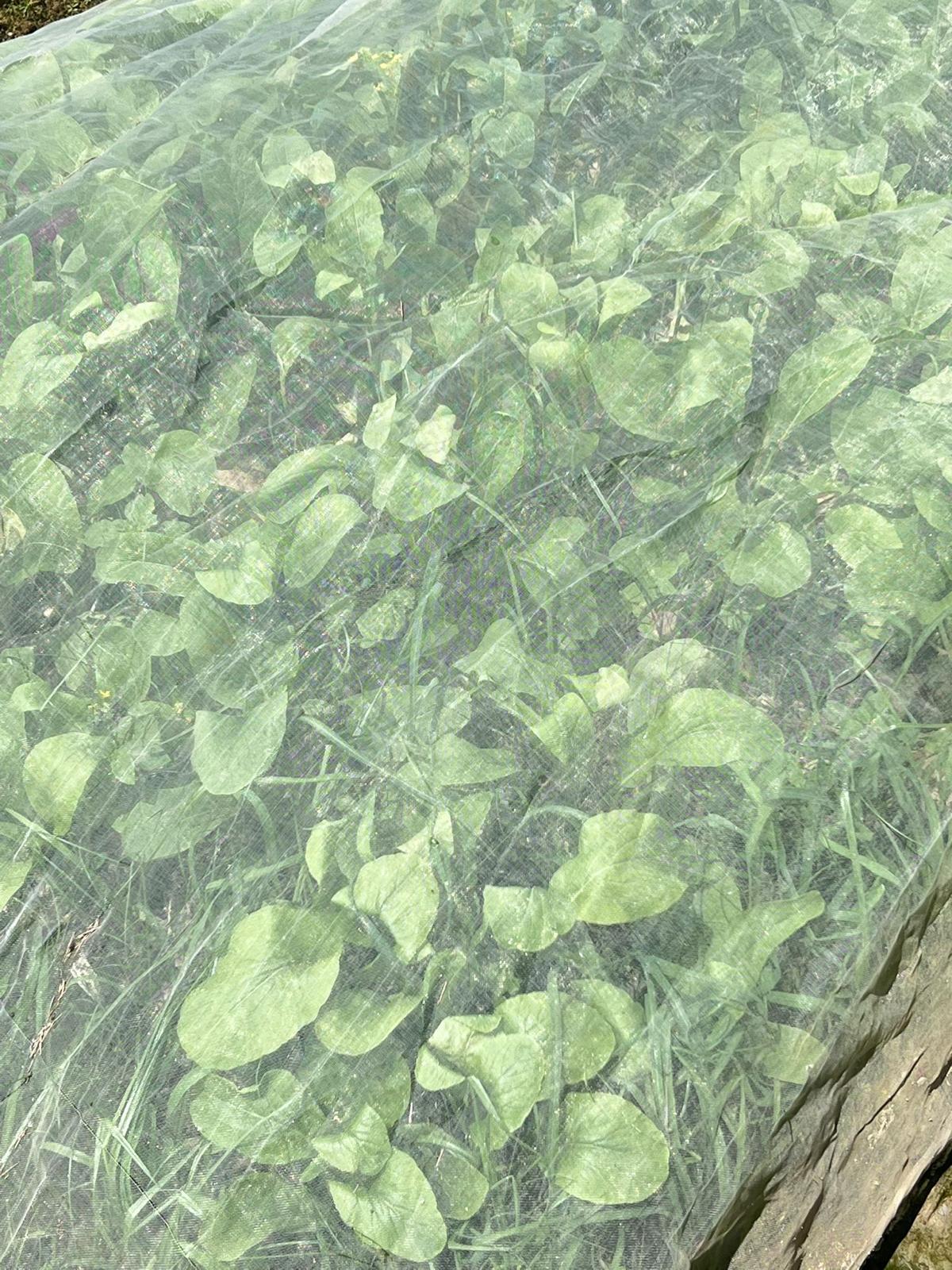 菜心乾(酵素種植)