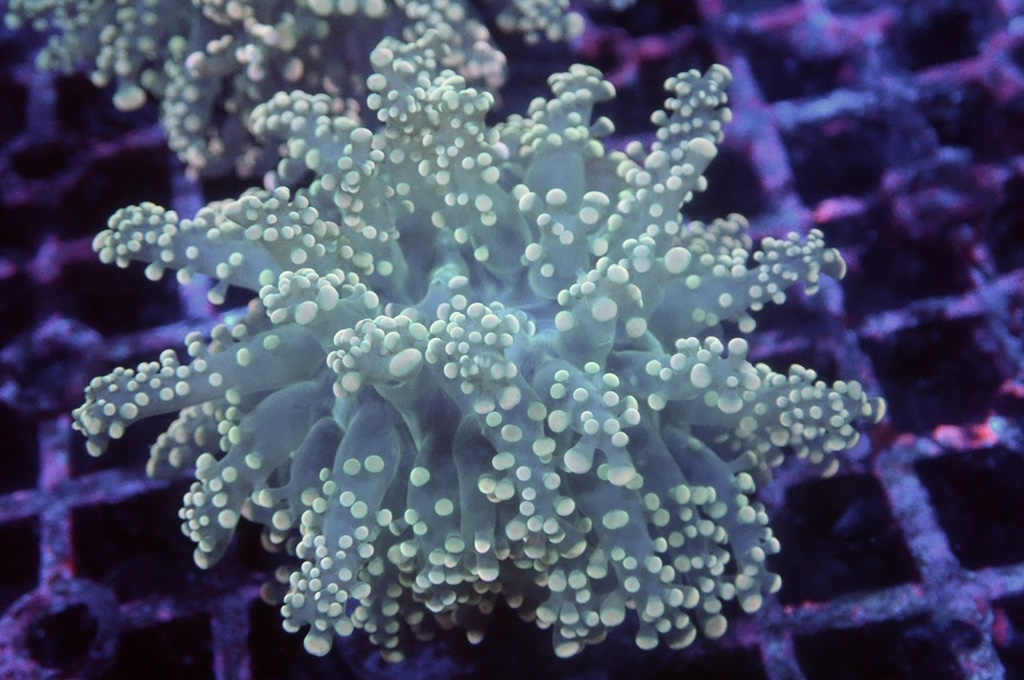 F13 啫喱 （開大約2.5吋）