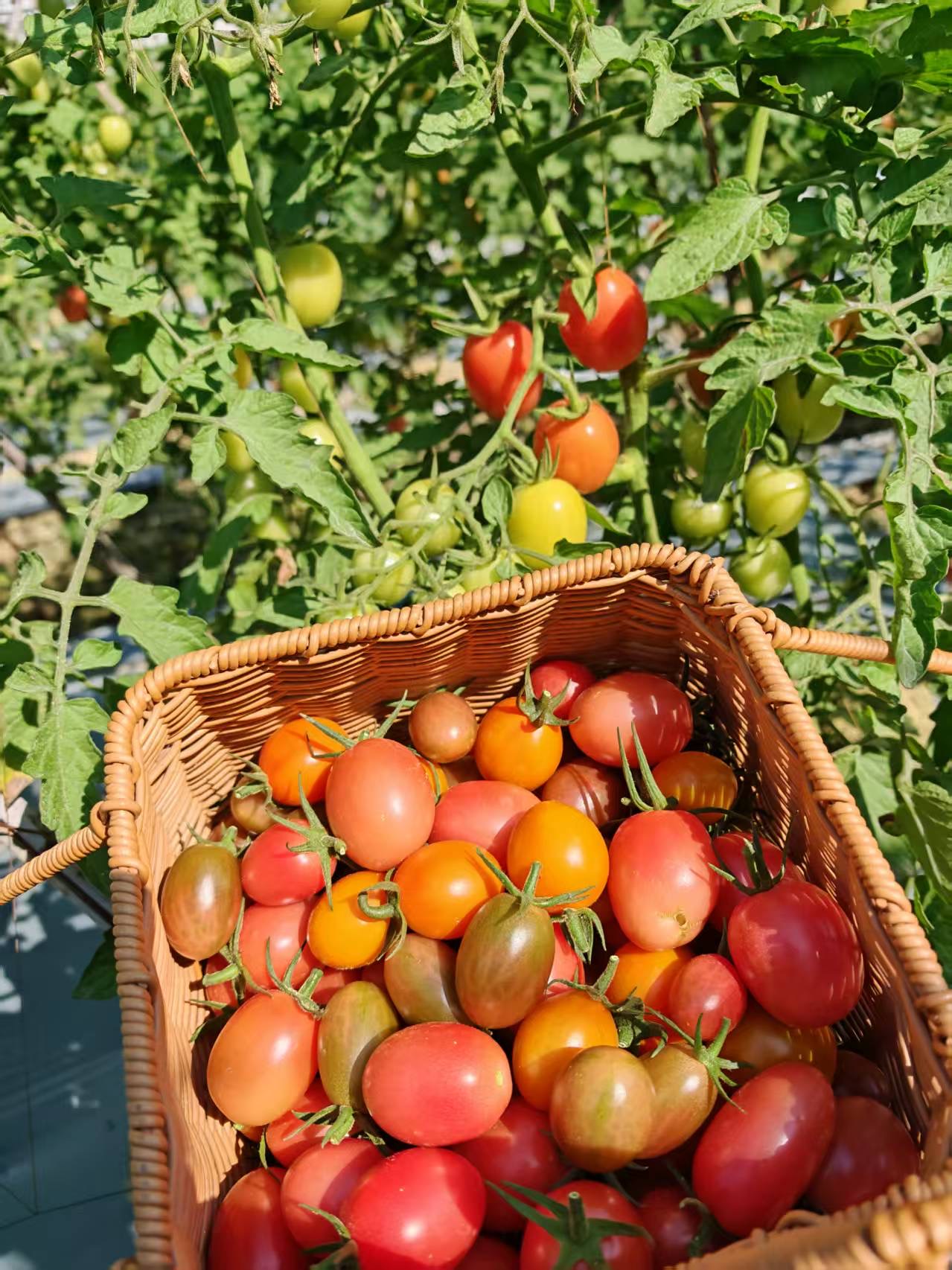 油浸蕃茄乾(酵素種植) · Tomato in Oil(Enzyme-grown)