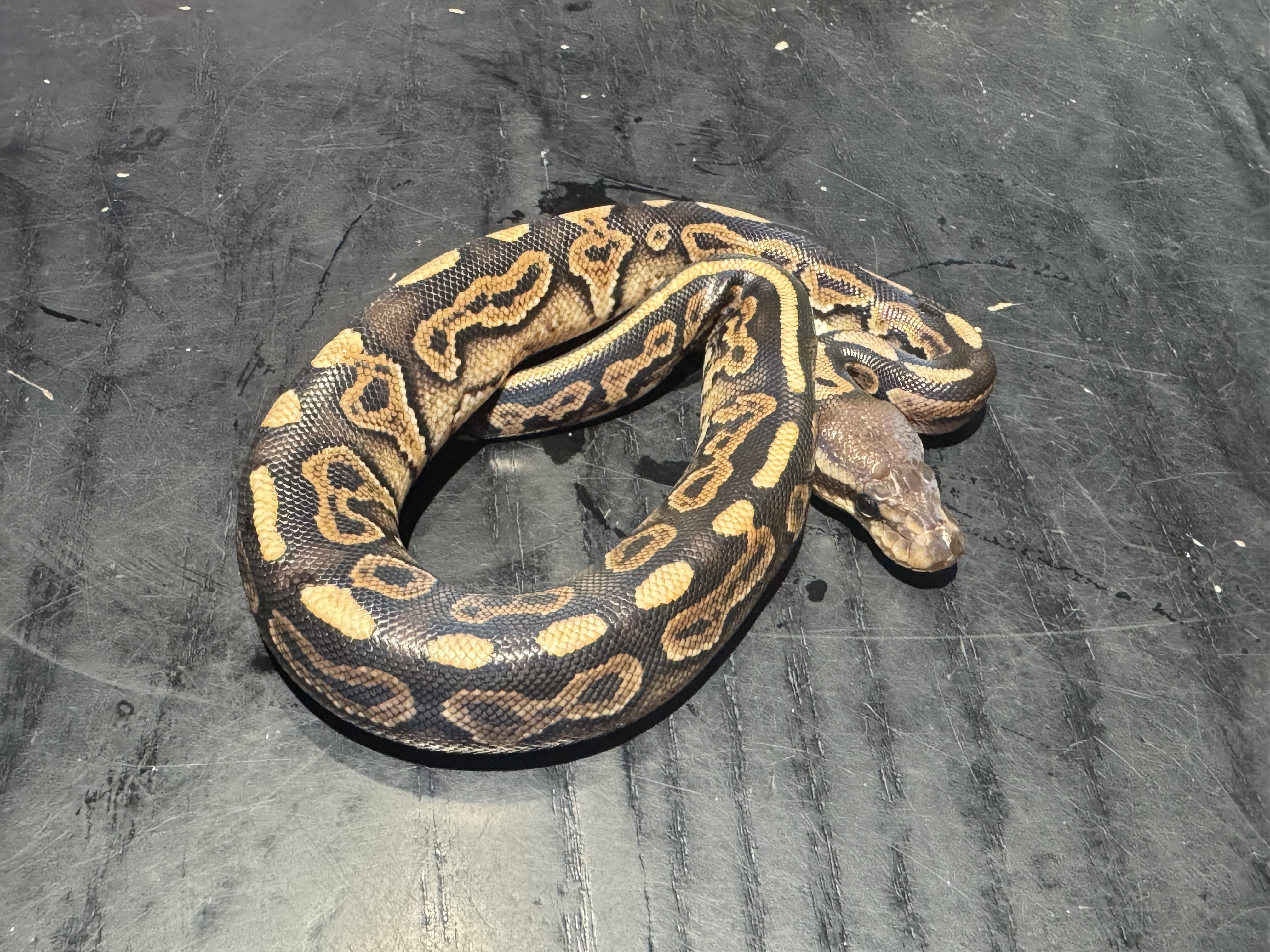 26 Cinnamon 1.0