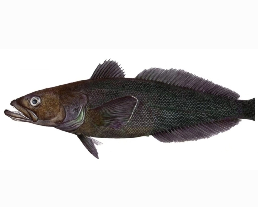 南極犬牙魚魚鮫肉🐟😋