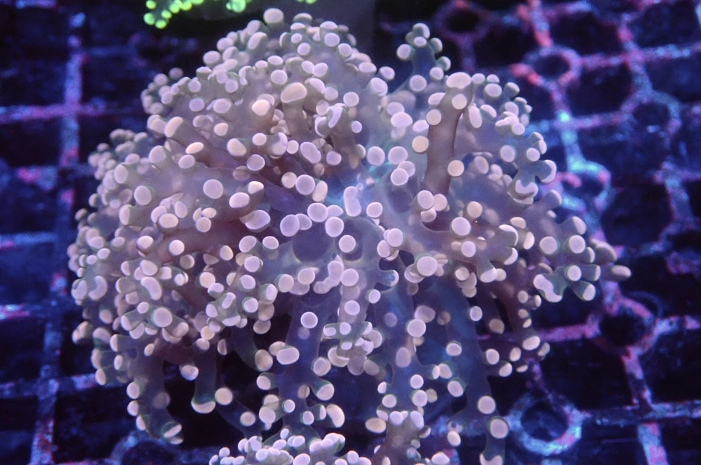 F6 啫喱 （開大約3.5吋）