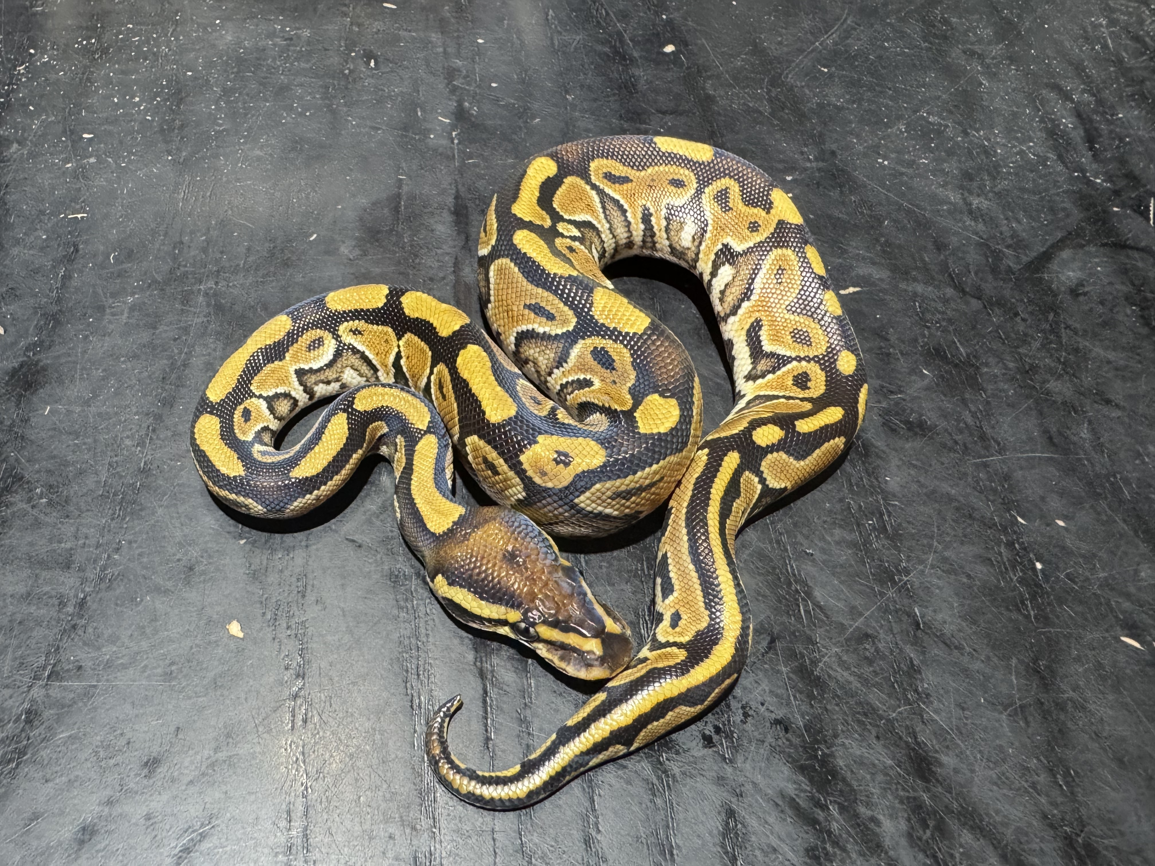 26 Mystic or Phantom 0.1