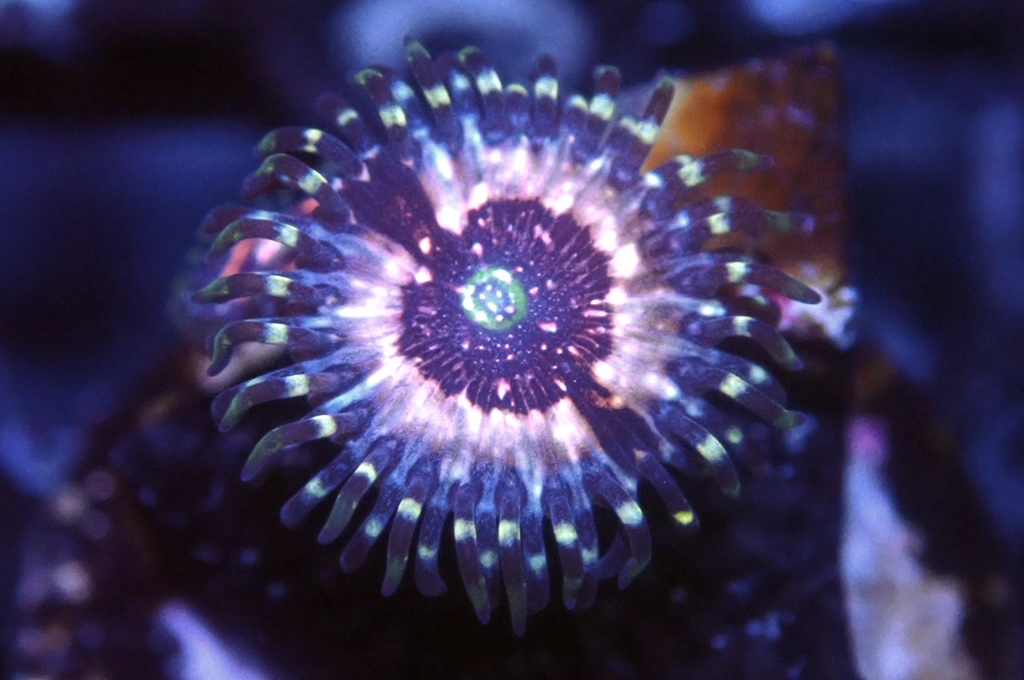 Z5 鈕扣（frag座2cm)